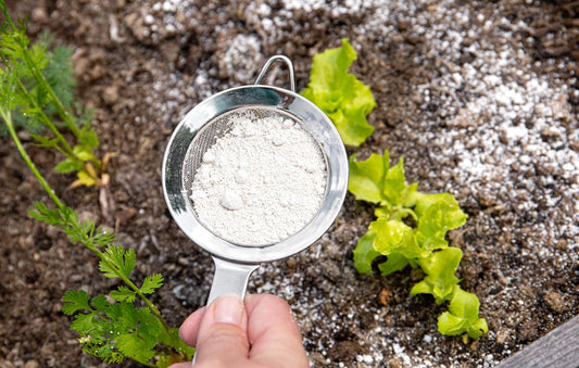 Diatomaceous Earth: The Ancient Secret for Health, Home & Garden